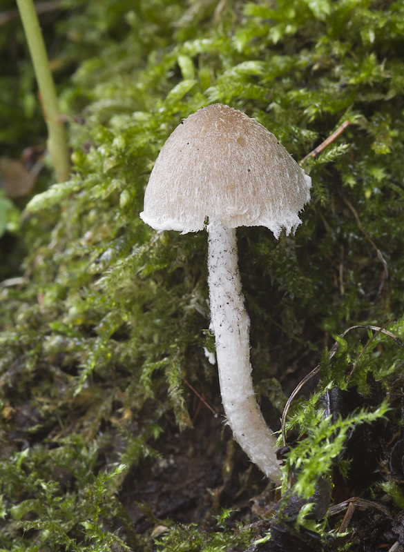 Psathyrella fibrillosa